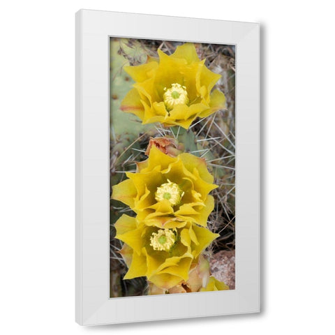 Utah Prickly pear cactus bloom-Arches National Park White Modern Wood Framed Art Print by Zimmerman, Judith