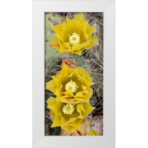 Utah Prickly pear cactus bloom-Arches National Park White Modern Wood Framed Art Print by Zimmerman, Judith