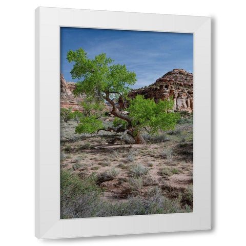 Utah Lush green leaves on cottonwood tree in the desert-San Rafael Swell White Modern Wood Framed Art Print by Zimmerman, Judith