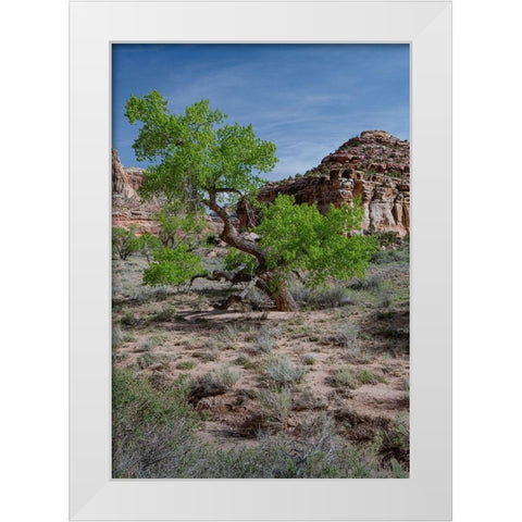 Utah Lush green leaves on cottonwood tree in the desert-San Rafael Swell White Modern Wood Framed Art Print by Zimmerman, Judith