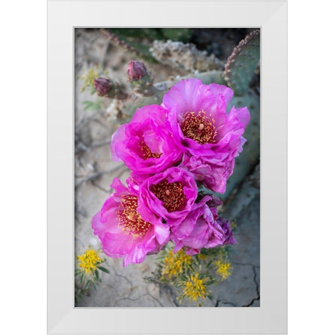 Utah Beavertail prickly pear cactus-Factory Butte-Upper Blue Hills White Modern Wood Framed Art Print by Zimmerman, Judith