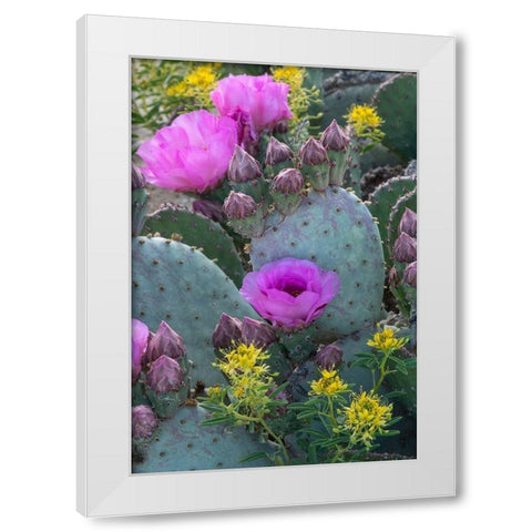Utah Beavertail prickly pear cactus and Bee Plant-Factory Butte-Upper Blue Hills White Modern Wood Framed Art Print by Zimmerman, Judith