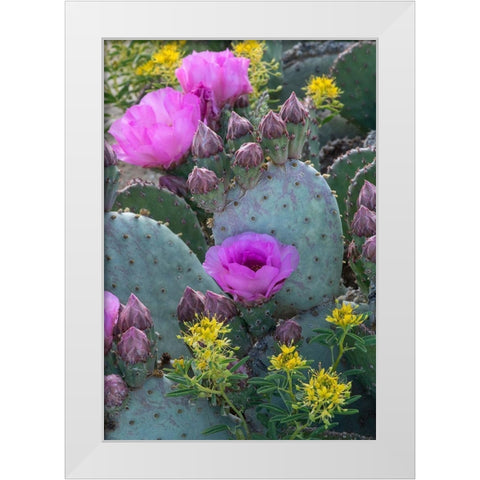 Utah Beavertail prickly pear cactus and Bee Plant-Factory Butte-Upper Blue Hills White Modern Wood Framed Art Print by Zimmerman, Judith