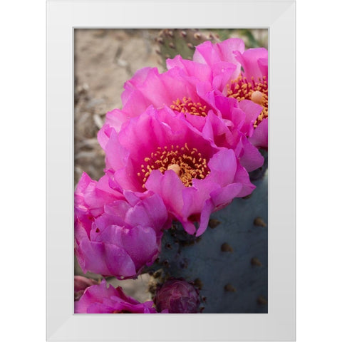 Utah Beavertail prickly pear cactus-Factory Butte-Upper Blue Hills White Modern Wood Framed Art Print by Zimmerman, Judith