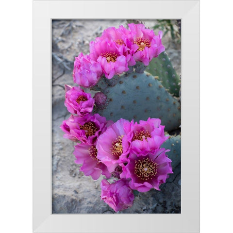 Utah Beavertail prickly pear cactus-Factory Butte-Upper Blue Hills White Modern Wood Framed Art Print by Zimmerman, Judith
