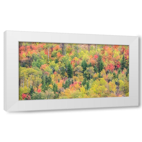 Utah-Logan Pass with Aspen and Maples in Fall Color White Modern Wood Framed Art Print by Gulin, Sylvia