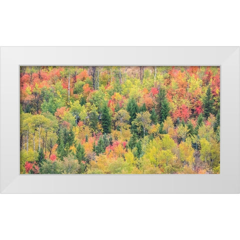 Utah-Logan Pass with Aspen and Maples in Fall Color White Modern Wood Framed Art Print by Gulin, Sylvia