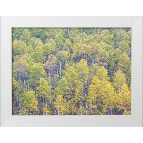 Utah-Logan Pass hillsides covered with Aspen grove in Fall Color White Modern Wood Framed Art Print by Gulin, Sylvia