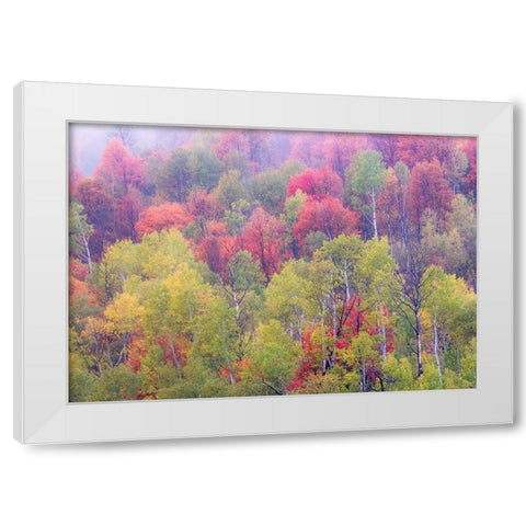 Utah-Logan Pass with Aspen and Maples in Fall Color White Modern Wood Framed Art Print by Gulin, Sylvia