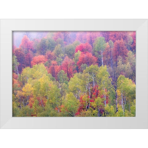 Utah-Logan Pass with Aspen and Maples in Fall Color White Modern Wood Framed Art Print by Gulin, Sylvia