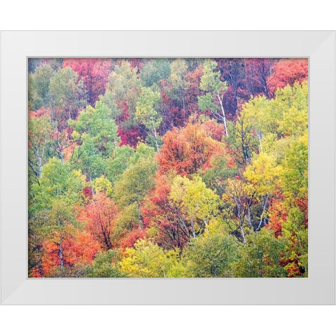 Utah-Logan Pass with Aspen and Maples in Fall Color White Modern Wood Framed Art Print by Gulin, Sylvia