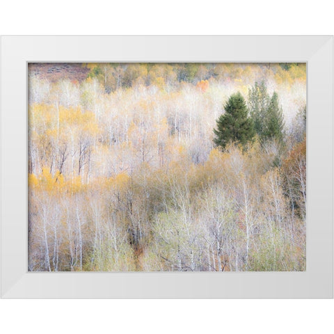 Utah-Logan Pass hillsides covered with Aspen grove in Fall Color White Modern Wood Framed Art Print by Gulin, Sylvia