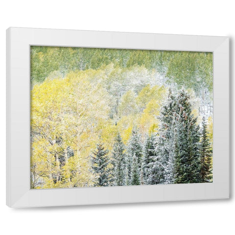 Utah-Wasatch Mountain Range fresh autumn snows-Aspens and Evergreens White Modern Wood Framed Art Print by Gulin, Sylvia