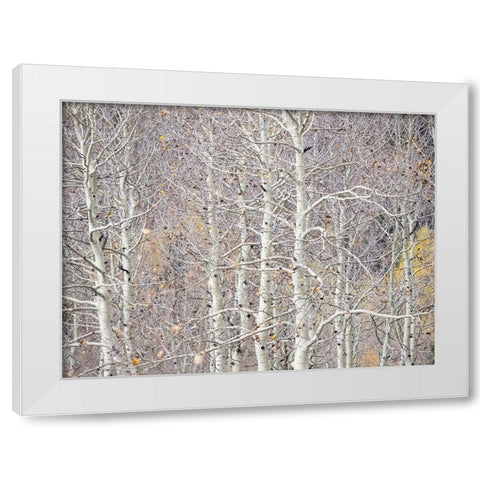 Utah-Wasatch Mountain Range Aspens just off of Highway 39 and Curtis Creek Rd White Modern Wood Framed Art Print by Gulin, Sylvia