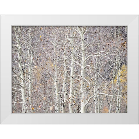 Utah-Wasatch Mountain Range Aspens just off of Highway 39 and Curtis Creek Rd White Modern Wood Framed Art Print by Gulin, Sylvia