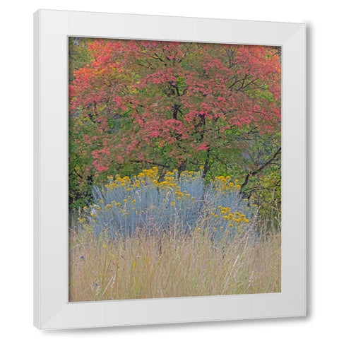 USA-Utah-east of Logan on highway 89 fall color Canyon Maple and Rabbit bush White Modern Wood Framed Art Print by Gulin, Sylvia