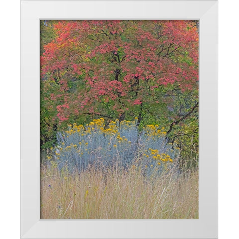 USA-Utah-east of Logan on highway 89 fall color Canyon Maple and Rabbit bush White Modern Wood Framed Art Print by Gulin, Sylvia