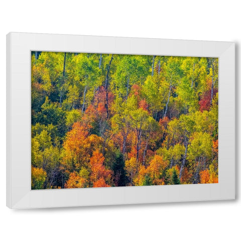 USA-Utah-east of Logan on highway 89 fall color Canyon Maple and Aspens White Modern Wood Framed Art Print by Gulin, Sylvia