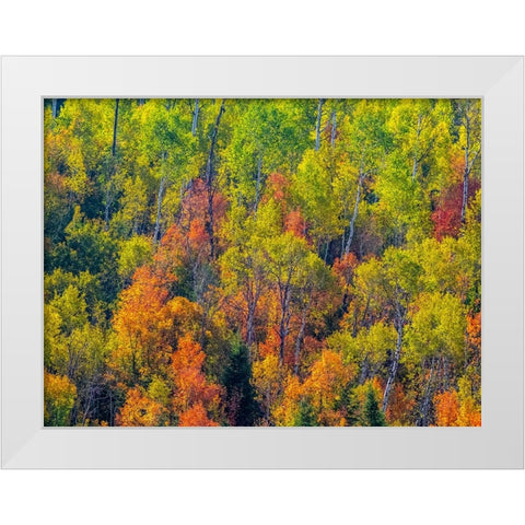 USA-Utah-east of Logan on highway 89 fall color Canyon Maple and Aspens White Modern Wood Framed Art Print by Gulin, Sylvia