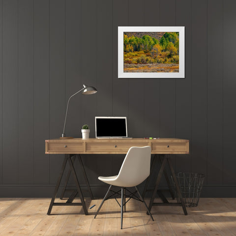 USA-Utah-east of Logan on highway 89 fall color Aspens near Logan Pass White Modern Wood Framed Art Print by Gulin, Sylvia