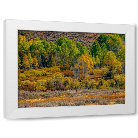 USA-Utah-east of Logan on highway 89 fall color Aspens near Logan Pass White Modern Wood Framed Art Print by Gulin, Sylvia