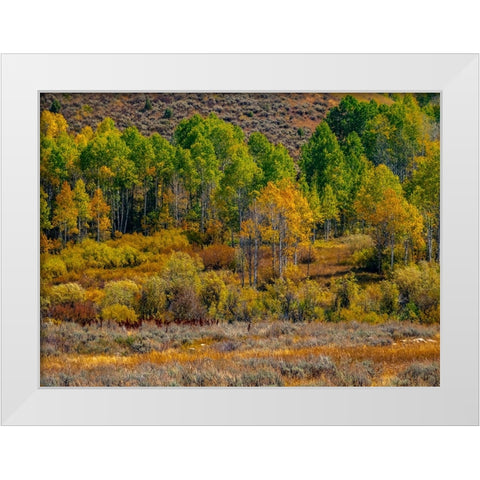 USA-Utah-east of Logan on highway 89 fall color Aspens near Logan Pass White Modern Wood Framed Art Print by Gulin, Sylvia