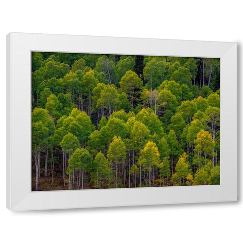 USA-Utah-east of Logan on highway 89 and Aspen Grove still green White Modern Wood Framed Art Print by Gulin, Sylvia