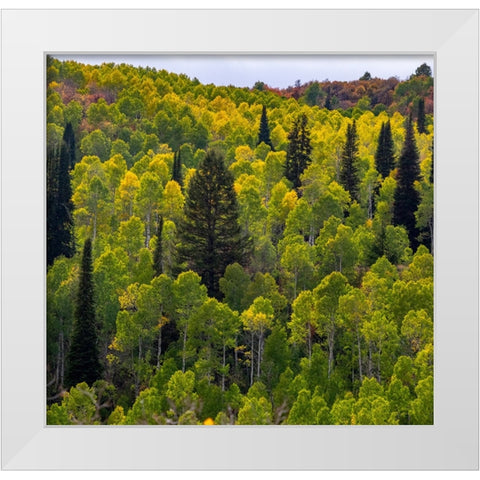 USA-Utah-east of Logan on highway 89 and Aspen Grove still green White Modern Wood Framed Art Print by Gulin, Sylvia