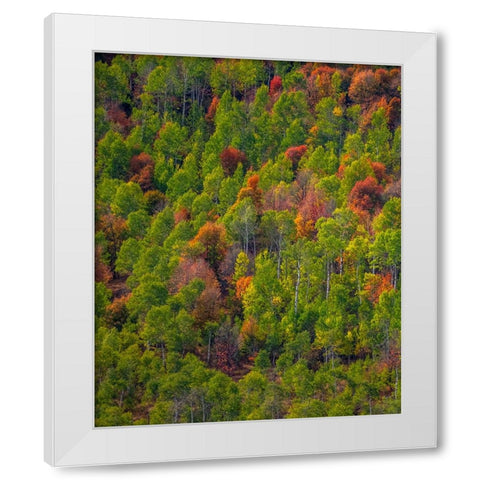 USA-Utah-east of Logan on highway 89 and Aspen Grove and Canyon Maple in autumn colors White Modern Wood Framed Art Print by Gulin, Sylvia