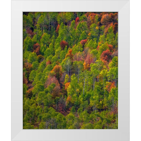 USA-Utah-east of Logan on highway 89 and Aspen Grove and Canyon Maple in autumn colors White Modern Wood Framed Art Print by Gulin, Sylvia