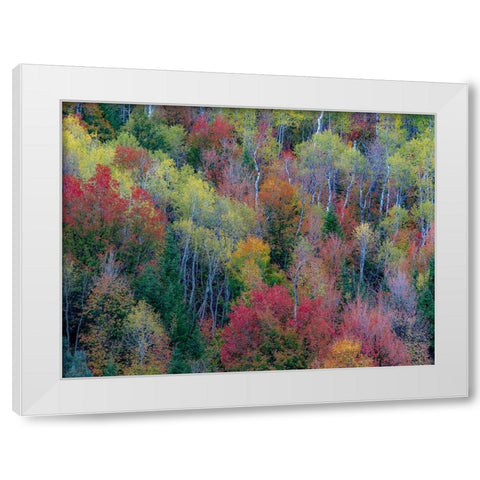 USA-Utah-east of Logan on highway 89 and Aspen Grove and Canyon Maple in autumn colors White Modern Wood Framed Art Print by Gulin, Sylvia