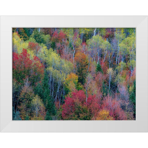USA-Utah-east of Logan on highway 89 and Aspen Grove and Canyon Maple in autumn colors White Modern Wood Framed Art Print by Gulin, Sylvia