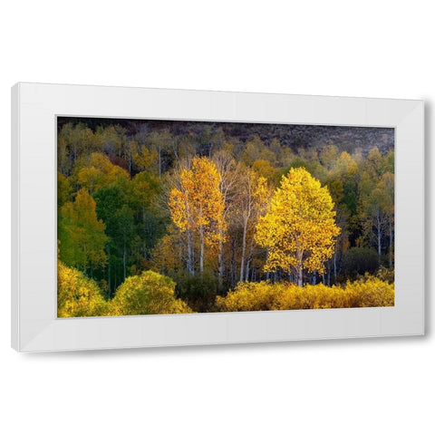 USA-Utah-east of Logan on highway 89 and Aspens in fall color with back lighting and sun beam White Modern Wood Framed Art Print by Gulin, Sylvia