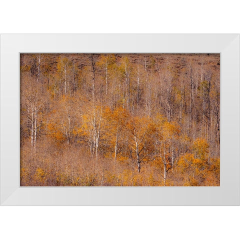 USA-Utah-Woodruff aspen trees along highway 39 White Modern Wood Framed Art Print by Gulin, Sylvia