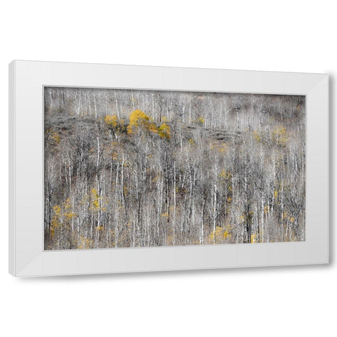 USA-Utah-Woodruff aspen trees along highway 39 White Modern Wood Framed Art Print by Gulin, Sylvia