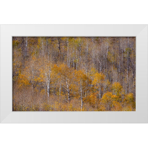USA-Utah-Woodruff aspen trees along highway 39 White Modern Wood Framed Art Print by Gulin, Sylvia