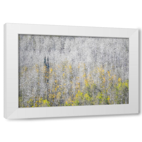 USA-Utah-Woodruff aspen trees along highway 39 White Modern Wood Framed Art Print by Gulin, Sylvia