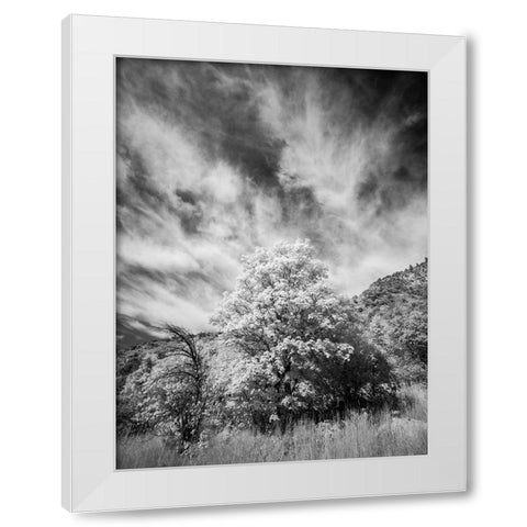 USA-Utah-Infrared of the Logan Pass area and lone tree White Modern Wood Framed Art Print by Eggers, Terry