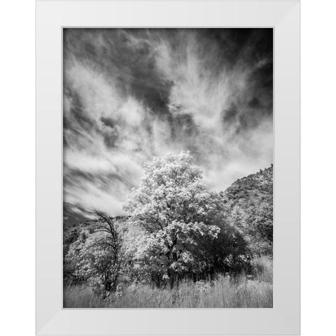 USA-Utah-Infrared of the Logan Pass area and lone tree White Modern Wood Framed Art Print by Eggers, Terry