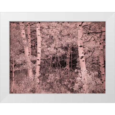 USA-Utah-Aspen Grove in infrared of the Logan Pass area White Modern Wood Framed Art Print by Eggers, Terry