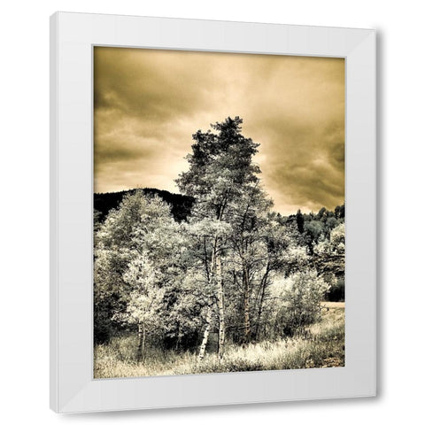 USA-Utah-Aspen Grove in infrared of the Logan Pass area White Modern Wood Framed Art Print by Eggers, Terry