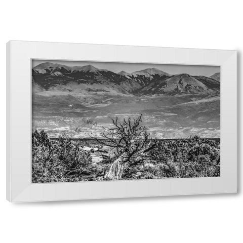 Black and white old wood branch- Abajo Mountains- Canyonlands National Park- Moab- Utah. White Modern Wood Framed Art Print by Perry, William