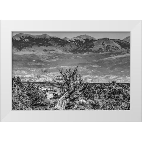 Black and white old wood branch- Abajo Mountains- Canyonlands National Park- Moab- Utah. White Modern Wood Framed Art Print by Perry, William