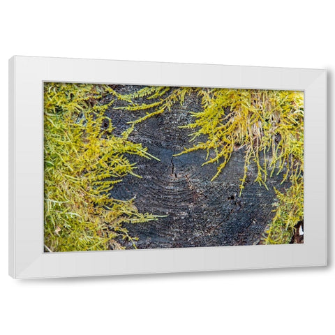 USA-Vermont-Morrisville-Jopson Lane-moss covering end of log White Modern Wood Framed Art Print by Jones, Allison