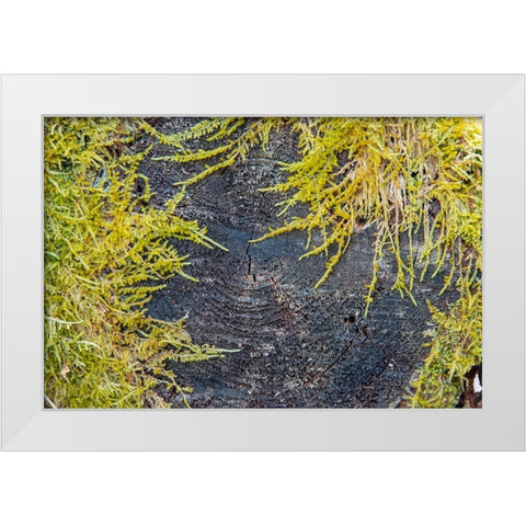 USA-Vermont-Morrisville-Jopson Lane-moss covering end of log White Modern Wood Framed Art Print by Jones, Allison