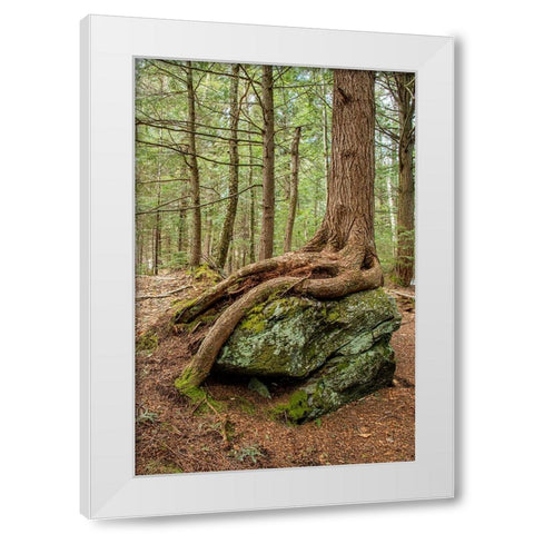 USA-Vermont-Morrisville Sterling Forest-tree with roots spread over lichen covered rocks White Modern Wood Framed Art Print by Jones, Allison