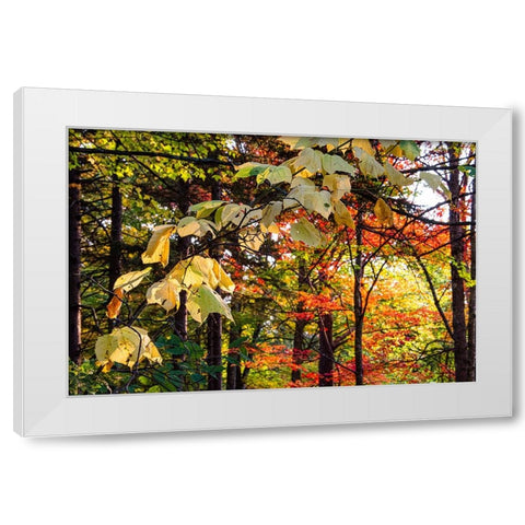 USA-Vermont-Morrisville-Jopson Lane Fall foliage White Modern Wood Framed Art Print by Jones, Allison