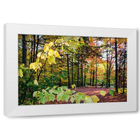USA-Vermont-Morrisville-Jopson Lane Fall foliage White Modern Wood Framed Art Print by Jones, Allison
