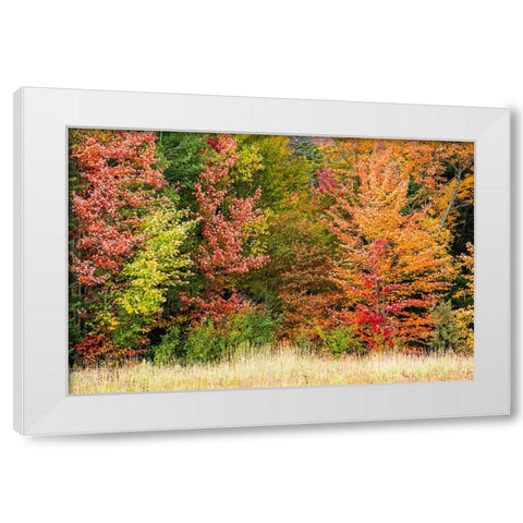 USA-Vermont-Morrisville Lyle McKee Road-fall foliage White Modern Wood Framed Art Print by Jones, Allison