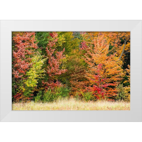 USA-Vermont-Morrisville Lyle McKee Road-fall foliage White Modern Wood Framed Art Print by Jones, Allison